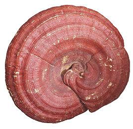 即时战术潜行游戏《疯狂之石》新预告 2025年发售